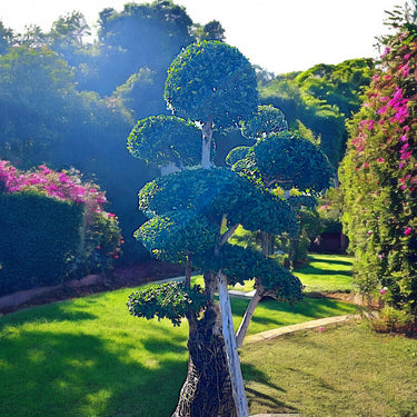 Ficus Microcarpa Bonsai - Multi Head